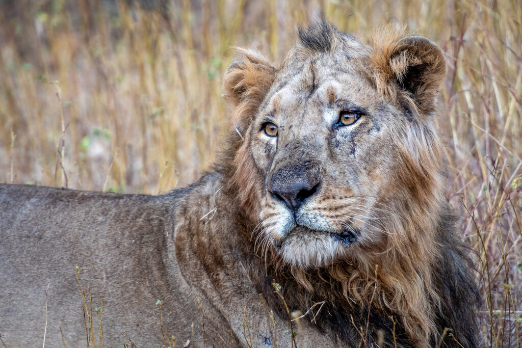Asian Lion in Gir National Park