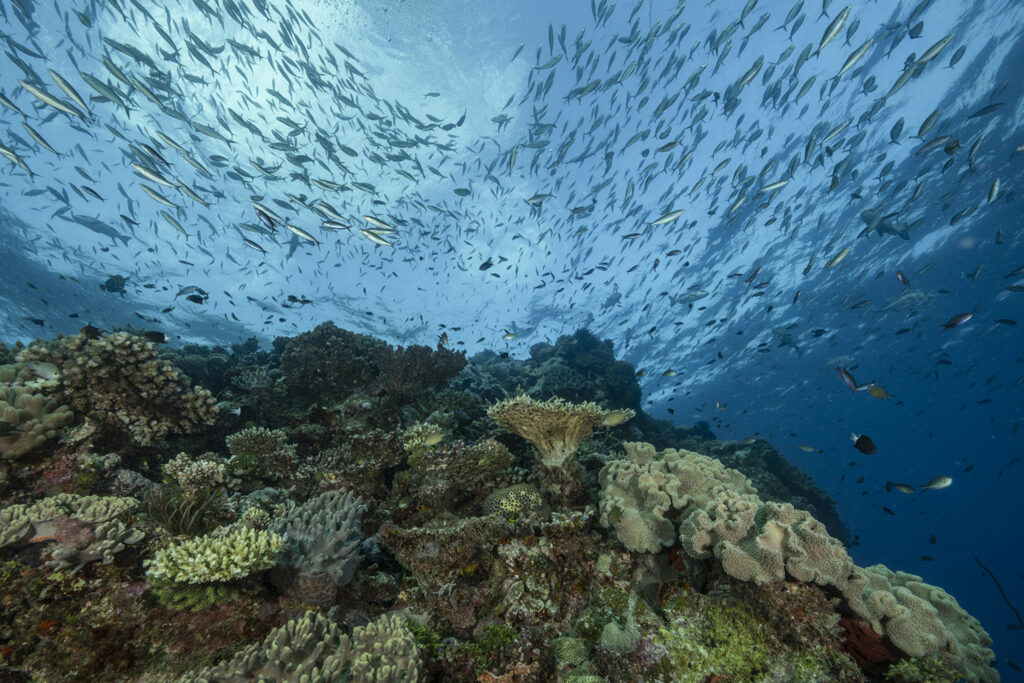 Reise zum Klima,Australien, Cairns, Great Barrier Reef, Diving, Underwater,