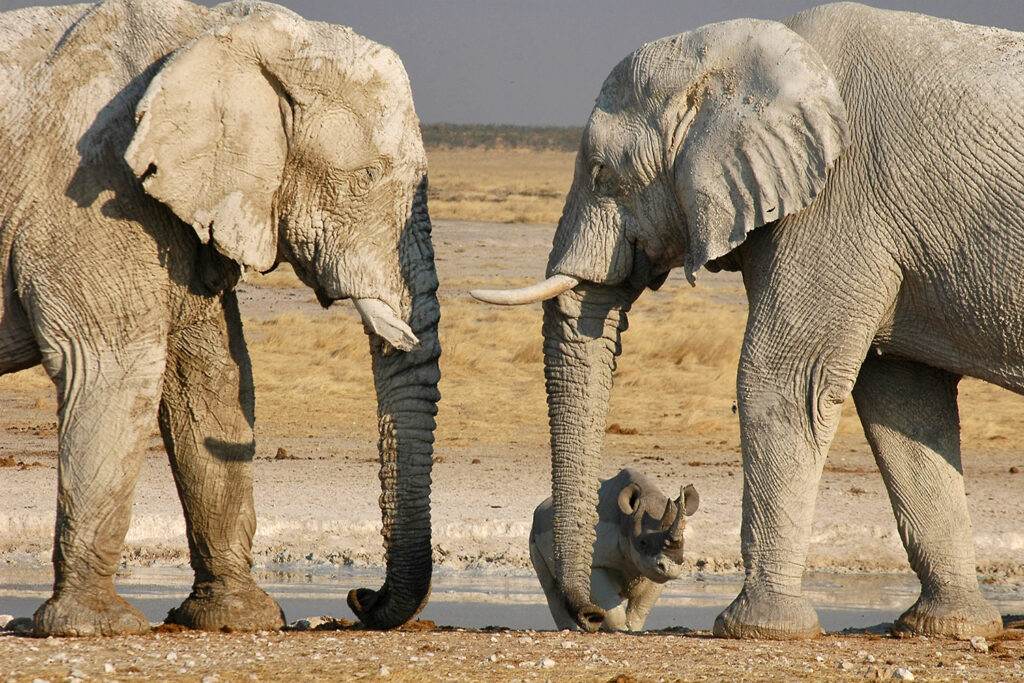 Elefanten mit nashorn - Etosha-Nationalpark Kopie