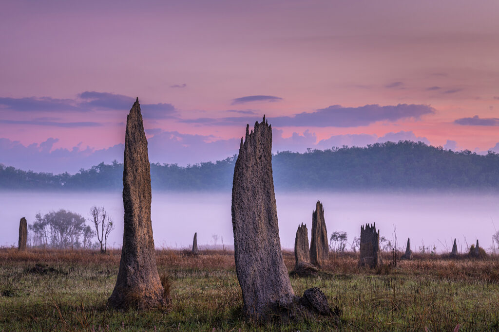 Termitenhügel, Litchfield National Park, Australien