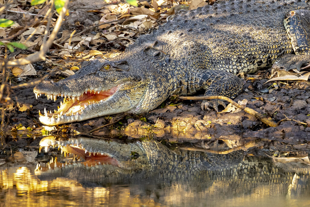 Salzwasserkrokodil, Kakadu Nationalpark