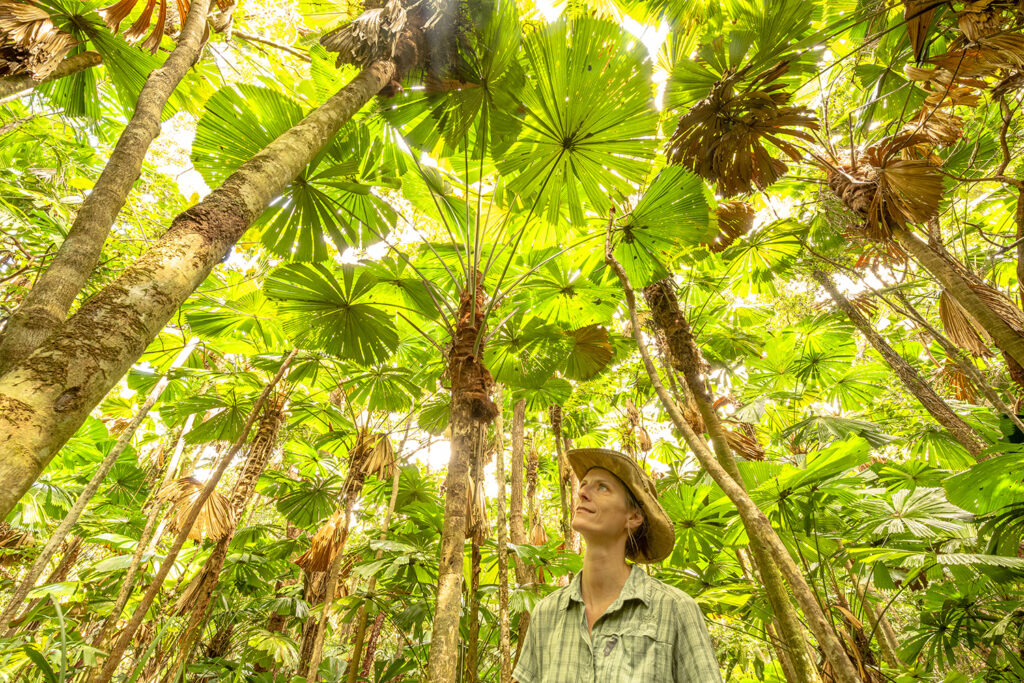 Daintree