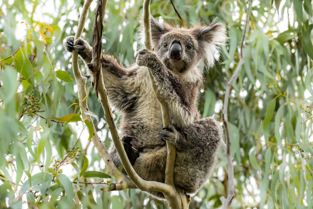 Koala, Great Ottway NP, Great Ocean Road