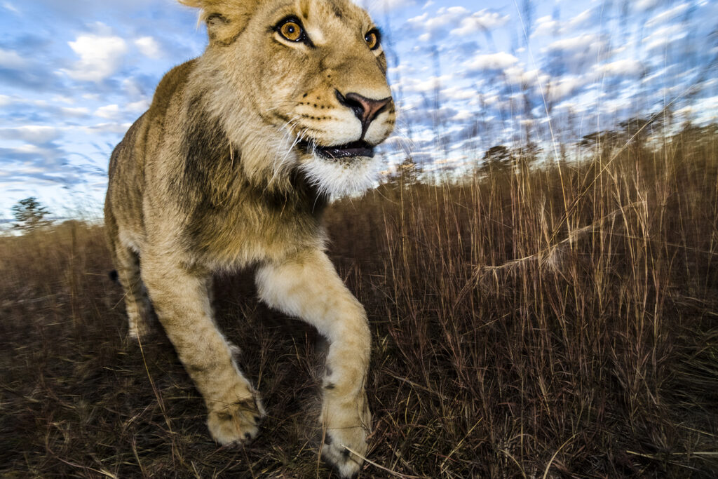 Junger Löwe (Panthera Leo), Nahaufnahme