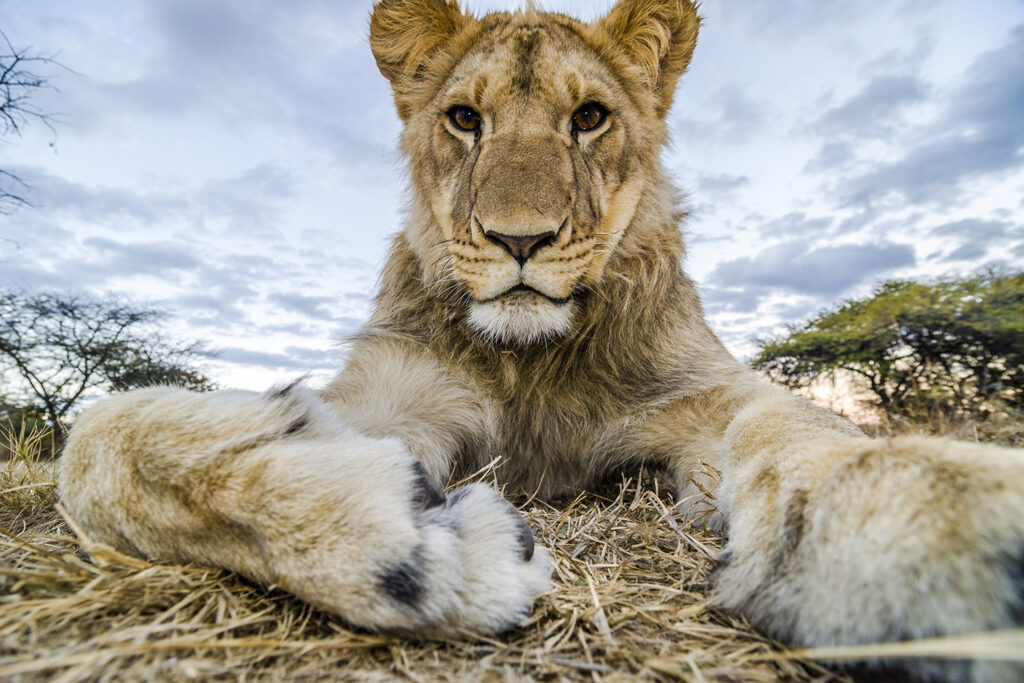 Junger Löwe (Panthera Leo), Nahaufnahme, Antelope Park, bei Gweru, Zimbabwe