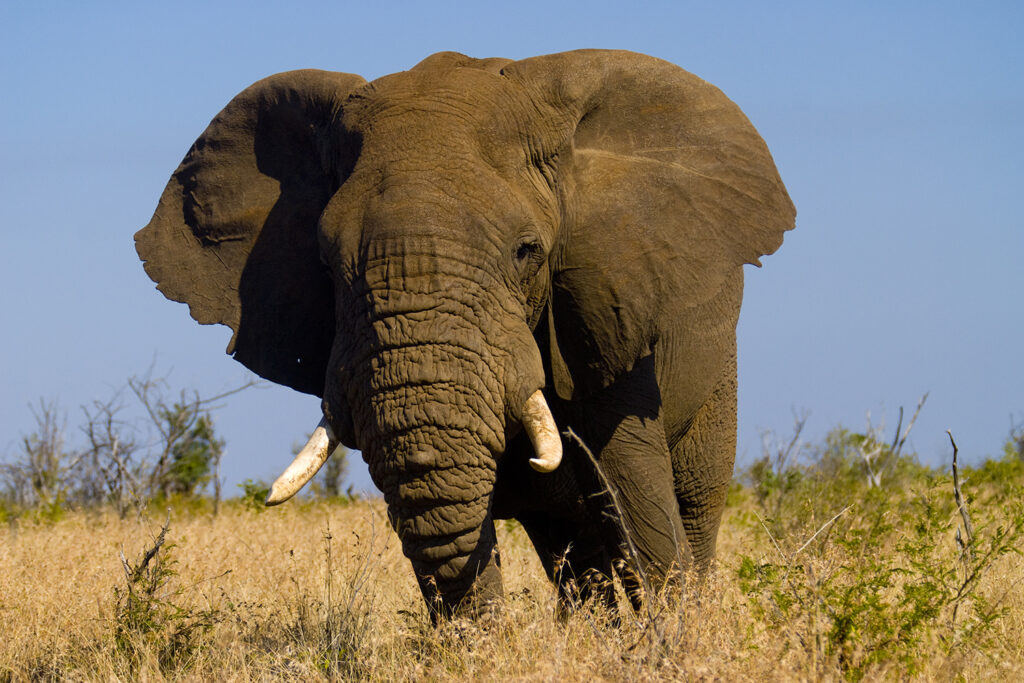 Elefant, Mpumalanga. Kruger National Park, Südafrika, South Africa