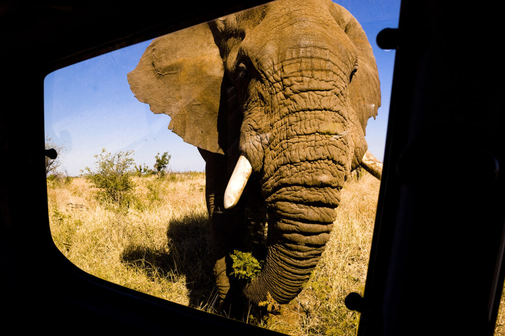 Elefant, Kruger National Park, Mpumalanga, Südafrika, South Africa