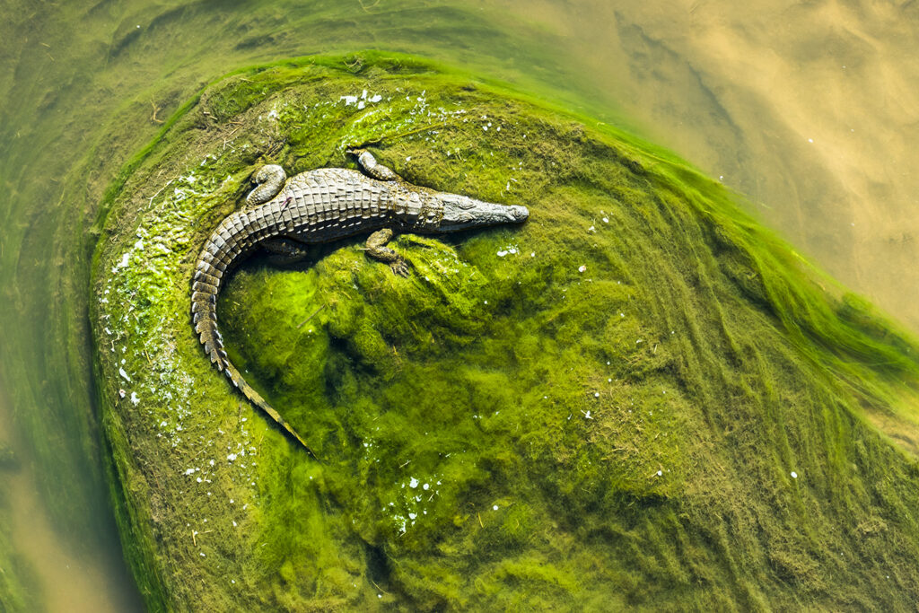 Nilkrokodil (Crocodylus niloticus) liegt auf Insel aus grünen Algen, Krüger-Nationalpark, Südafrika