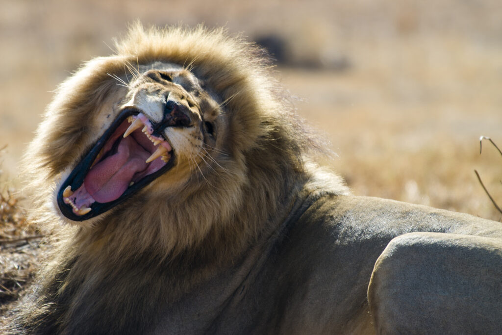 Löwe, Kruger National Park, Mpumalanga, Südafrika, South Africa