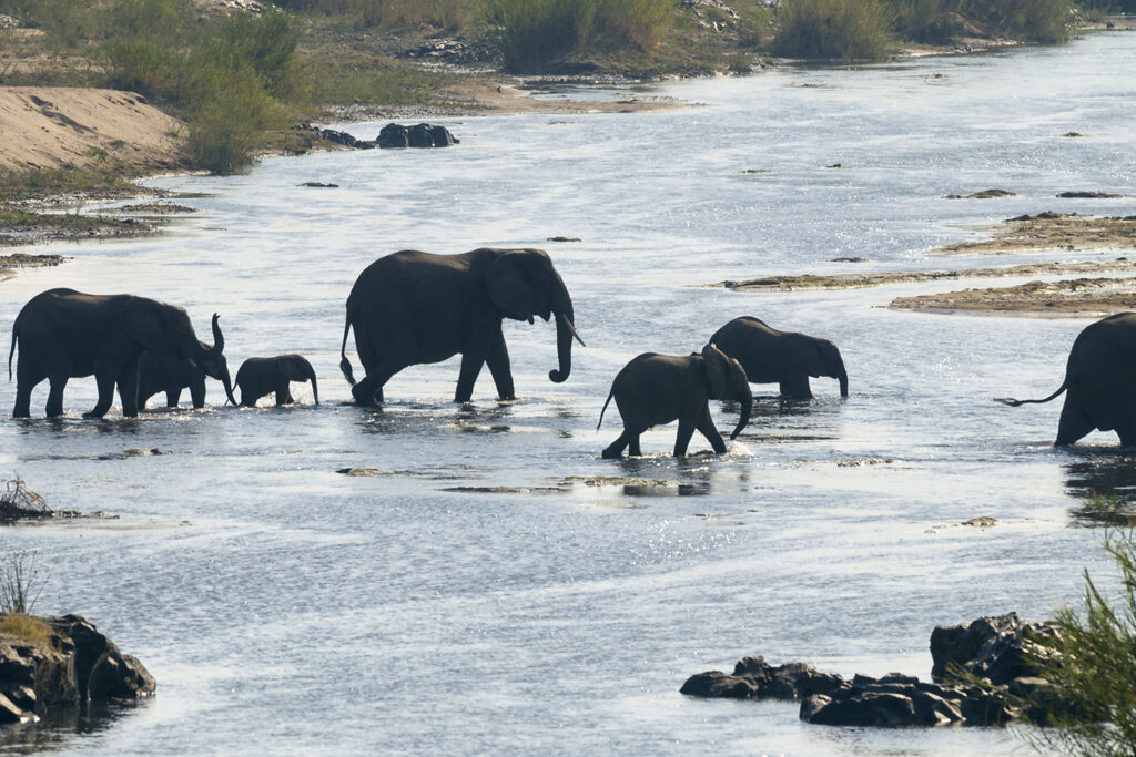 Elefant, Kruger National Park, Mpumalanga, Südafrika, South Africa