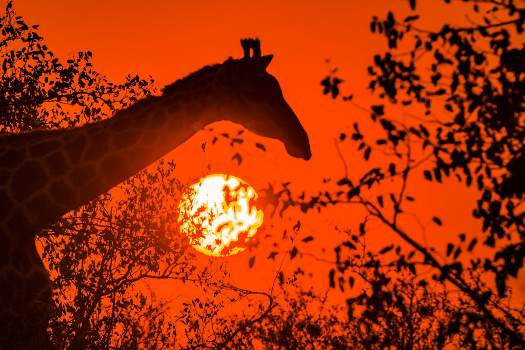 Giraffe (Giraffa camelopardalis), bei Sonnenaufgang, im Gegenlicht, Krüger-Nationalpark, Südafrika