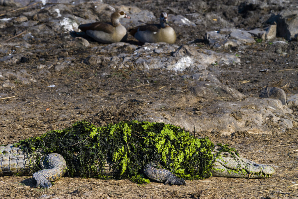 Nilkrokodil (Crocodylus niloticus) bedeckt von grünen Algen, Krüger-Nationalpark, Südafrika