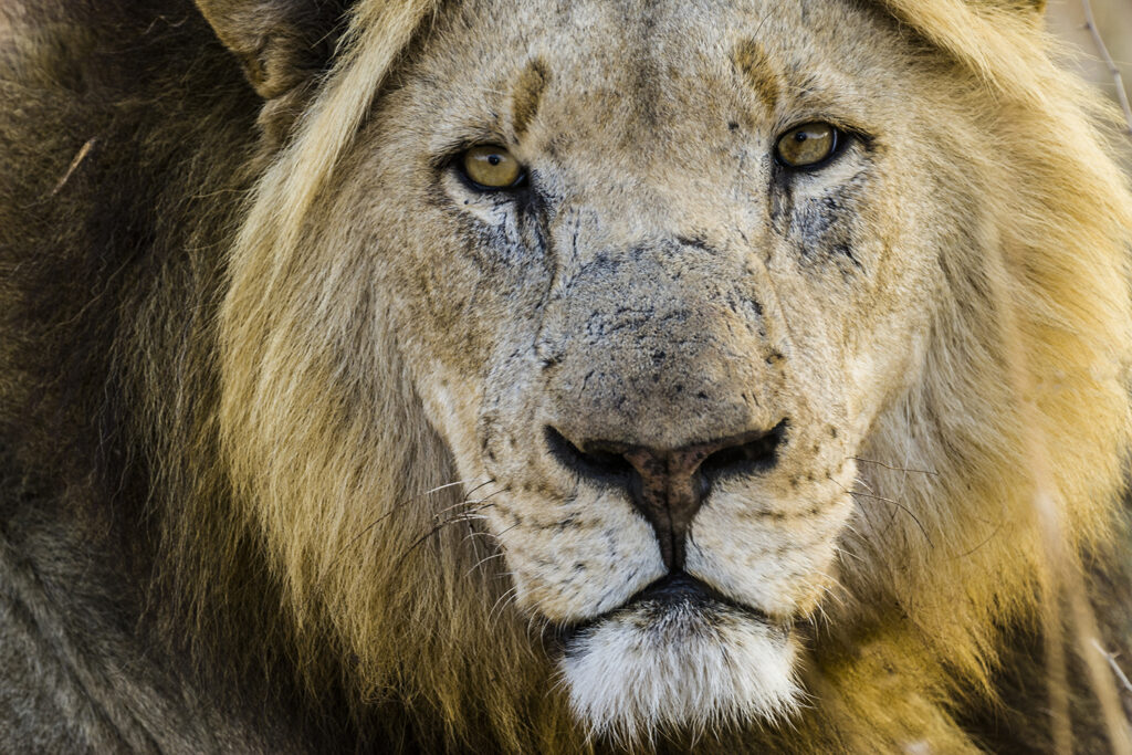 Löwe (Panthera leo), Männchen, Krüger-Nationalpark, Südafrika