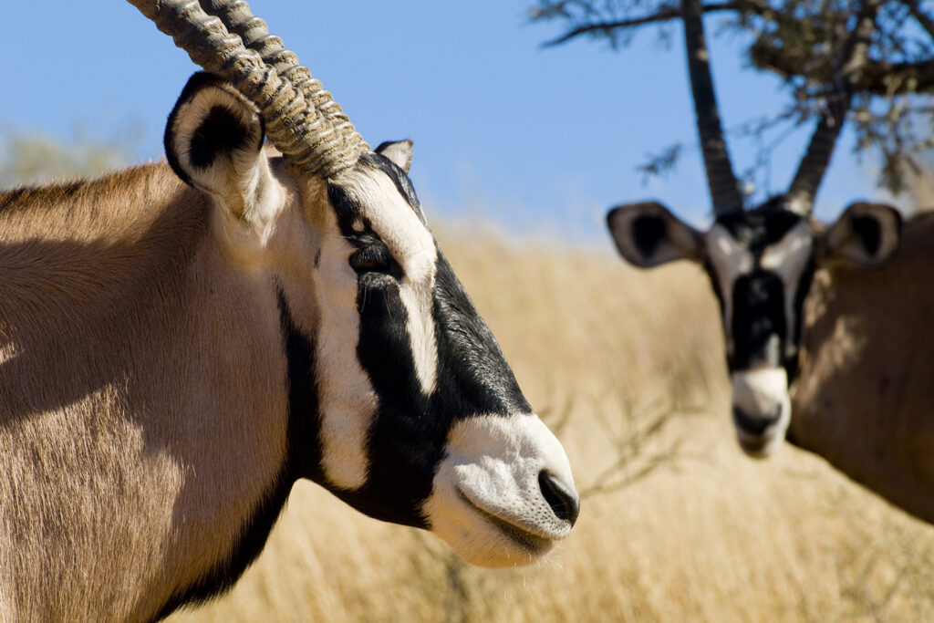 Gemsbok, Kgalagadi Transfrontier Park, Kalahari Wüste. Nordkap, Südafrika, South Africa