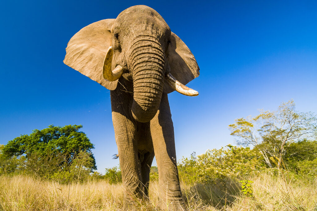 Elefant, Elefant Sanctuary Hazyview, Mpumalanga, Südafrika, Afrika