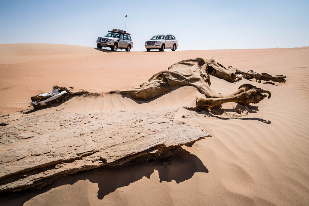 Asien, Vereinigte Arabische Emirate, Abu Dhabi: Wuestentrip (Safari) von Al Ain nach Qasr Al Sarab und Oase Liwa in der Wueste Rub al-Khali ("Leeres Viertel"). Wenn Kamele sterben, werden sie in der Wueste zuruckgelassen.

Asia, United Arab Emirates, Abu Dhabi: Desert Selfdrive (Safari, desert road trip) from Al Ain to Qasr Al Sarab and Oasis Liwa in the Rub al-Khali desert ("Empty Quarter"). When camels die, they are left behind in the desert.

10.2017