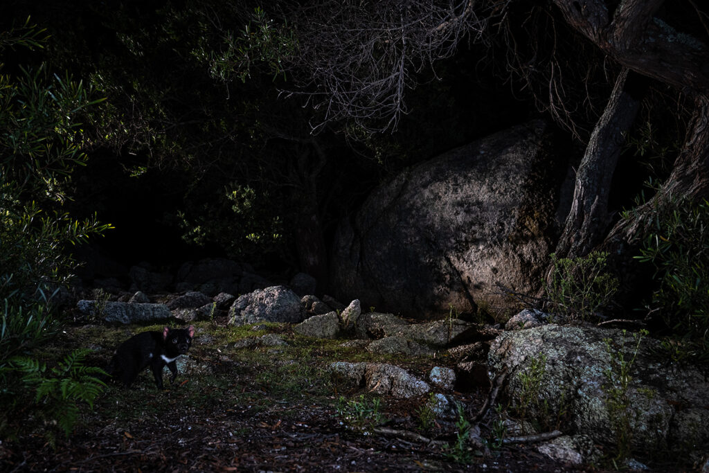 _1058578-Bearbeitet-2 Kopie