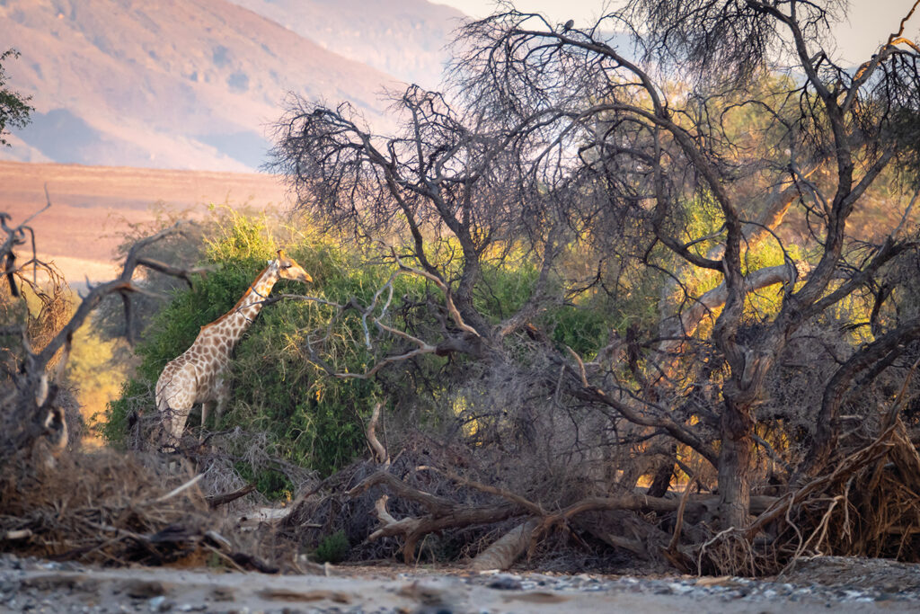 _1100109-Bearbeitet-Bearbeitet Kopie