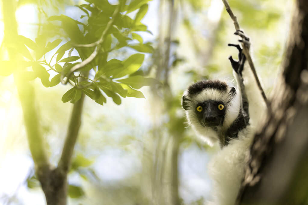 _1172131-Bearbeitet Kopie