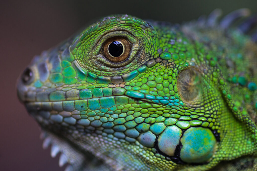 20121226-_6004158 Kopie