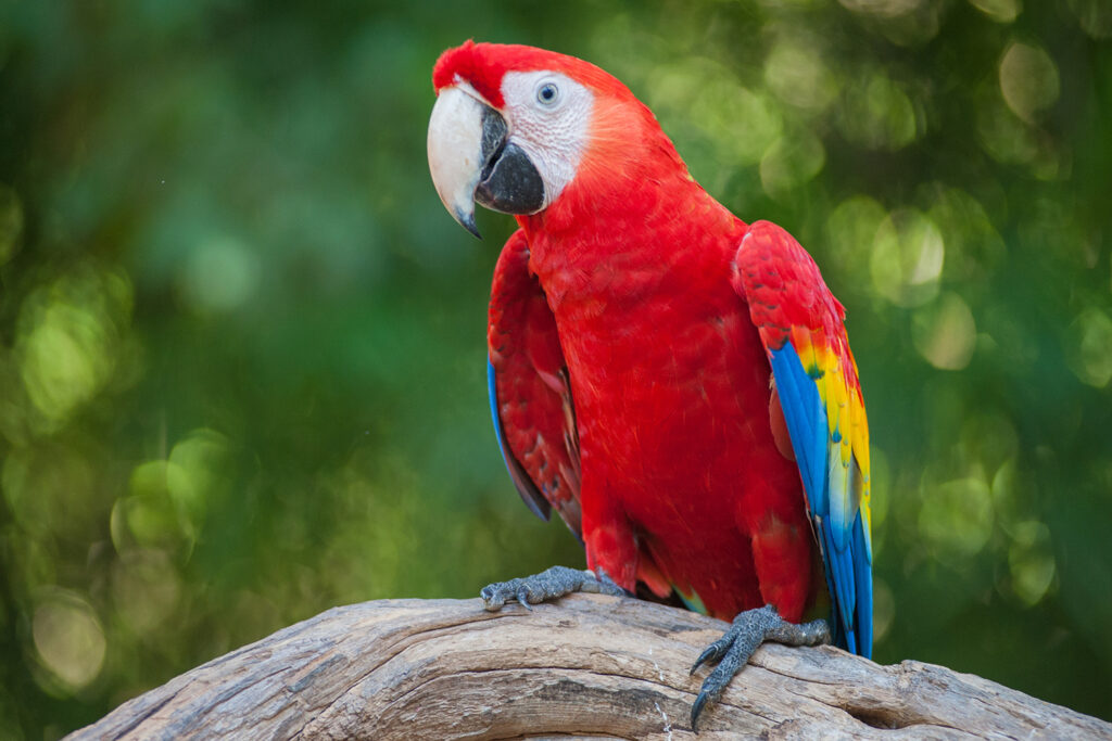 Mexiko, Yucatan, Papagei in Xcaret
