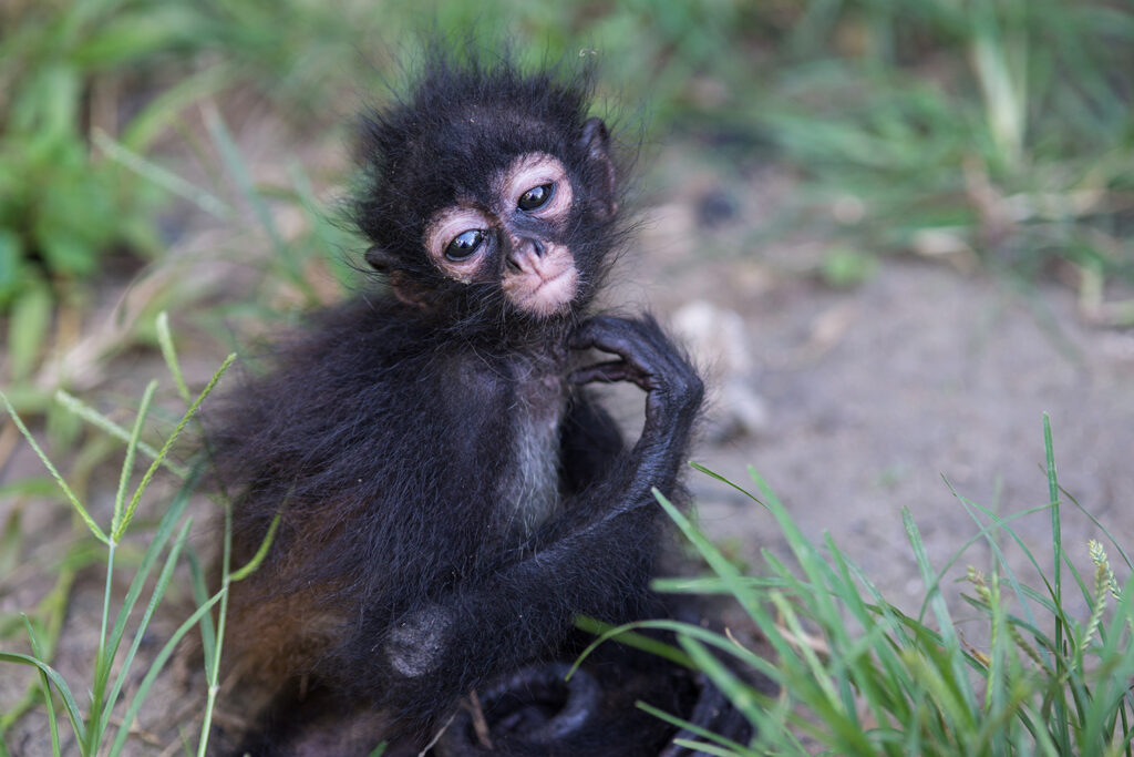 Mexiko, Chiapas, Lacanja, Babyaffe