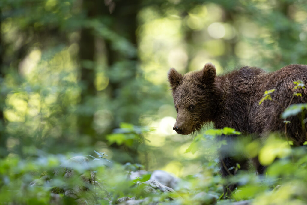 _70A1660-Bearbeitet_