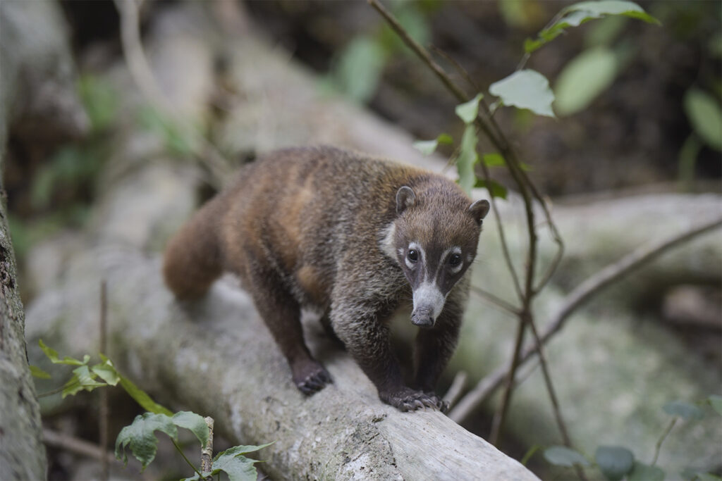 martin-engelmann.com