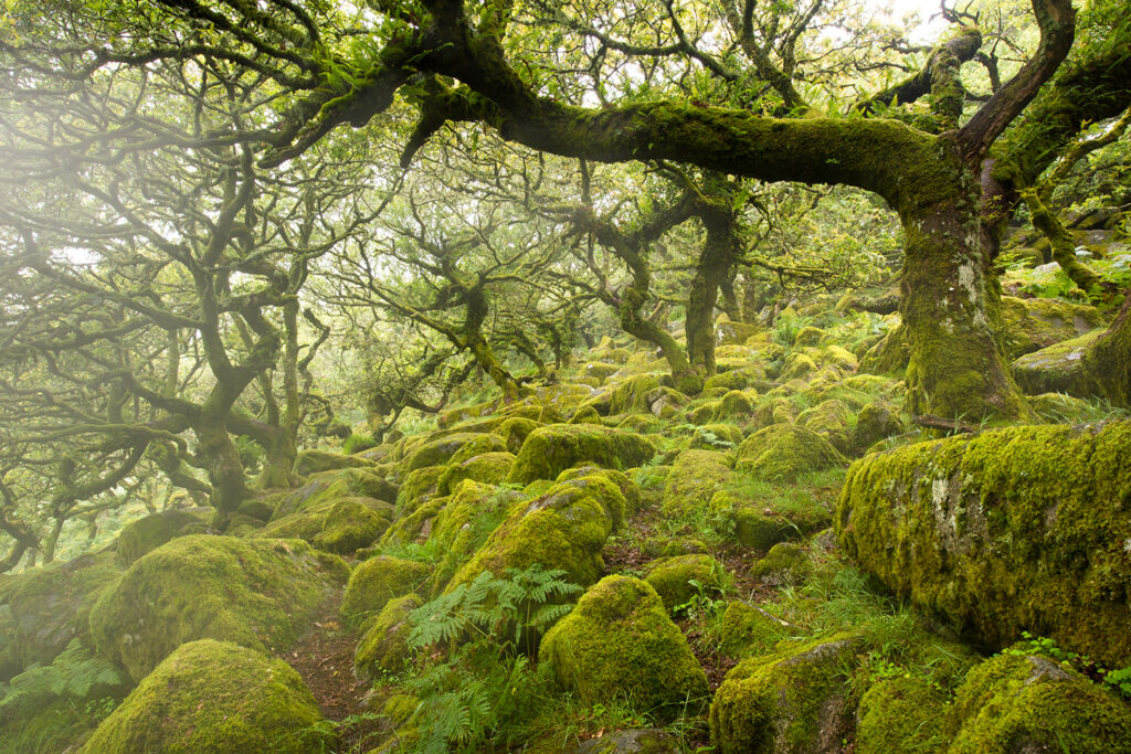 martin-engelmann.com