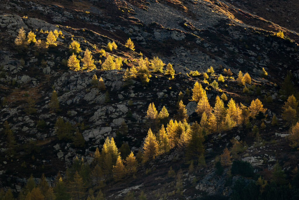 Daniel Spohn-Herbstlaerchen_1117968