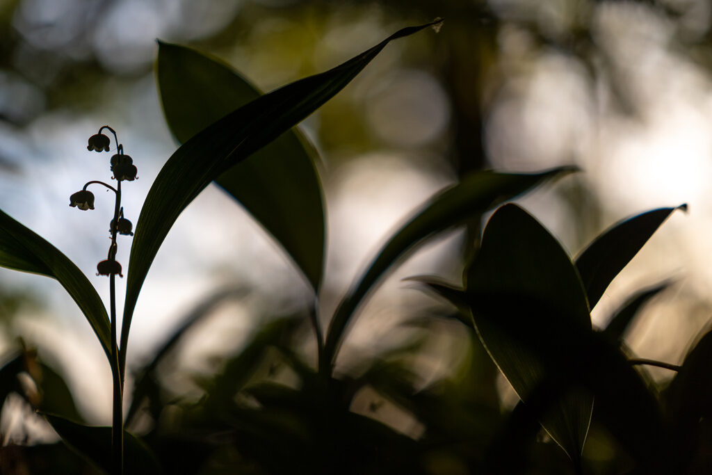 Daniel Spohn-Maiglöckchen Kopie