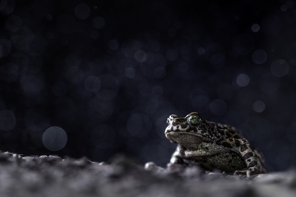 Daniel Spohn-Wechselkröte Kopie