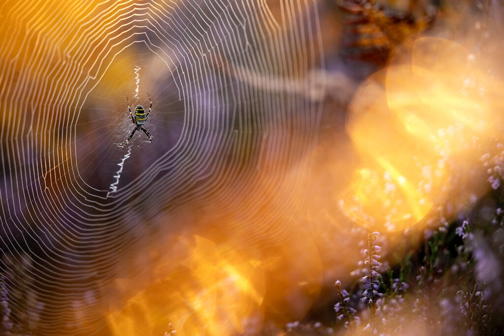 Daniel Spohn-Wespenspinne Kopie