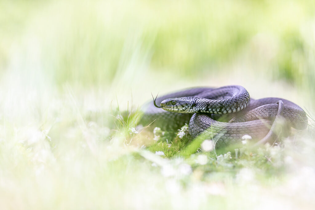 DanielSpohn_Zwiespaeltig_1 Kopie