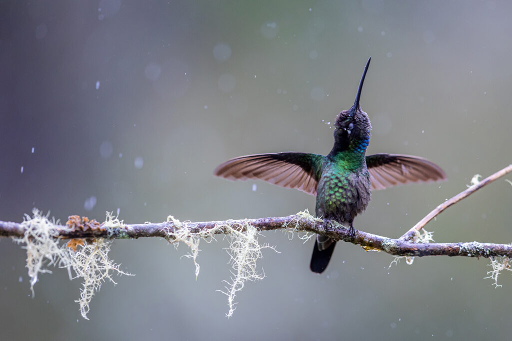 _L4A8341-Bearbeitet Kopie