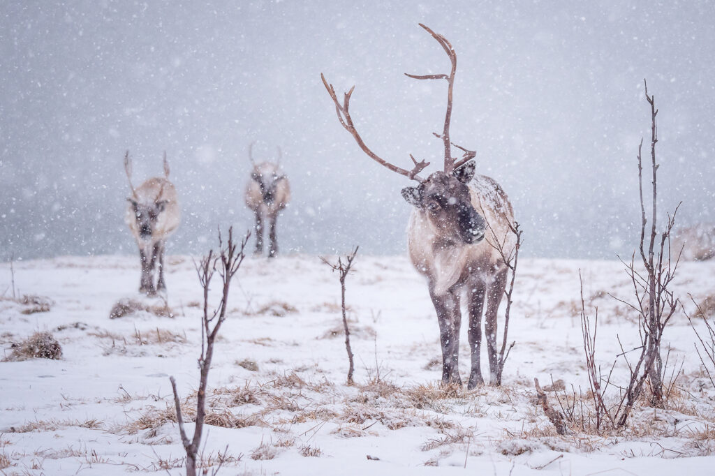SPOHN_Daniel_Wanderer of the Tundra