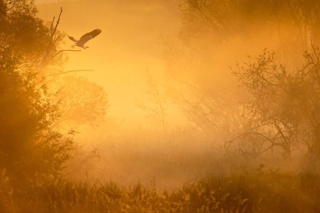 SPOHN_Daniel_misty-morning_Bliesgau