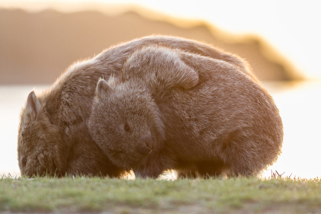 Tasmanien_Daniel_Spohn (12) Kopie