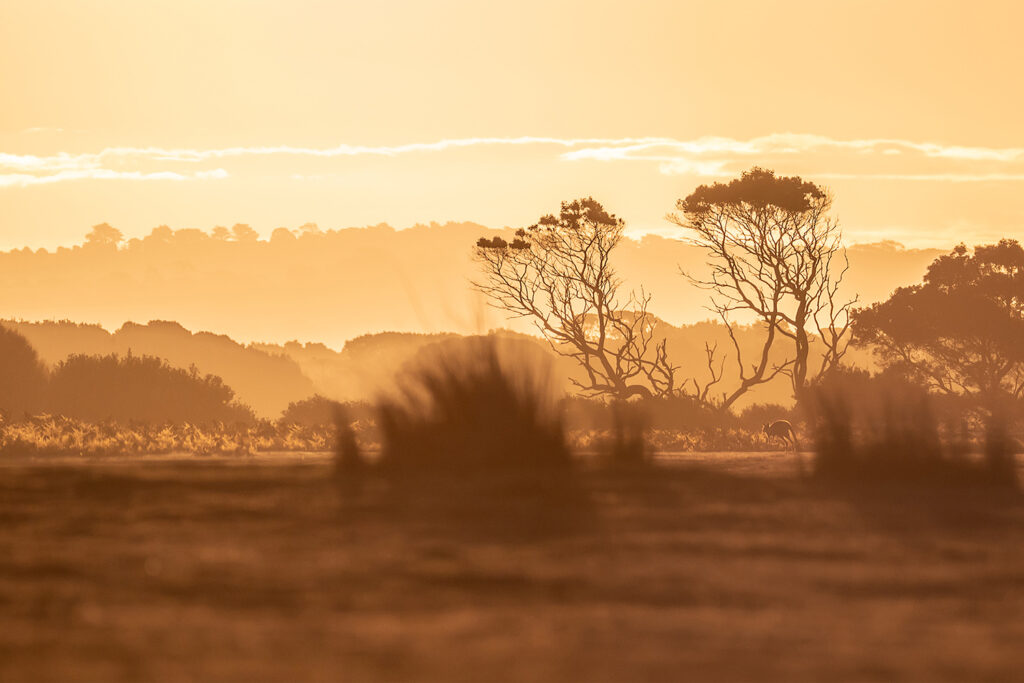 Tasmanien_Daniel_Spohn (16) Kopie