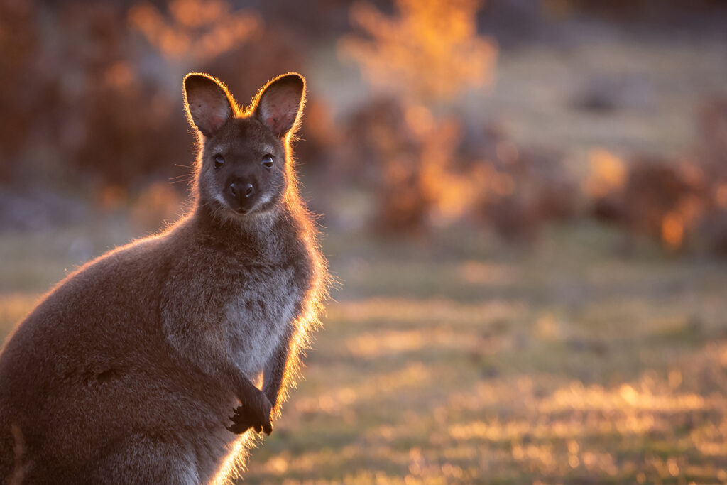 Tasmanien_Daniel_Spohn (17) Kopie
