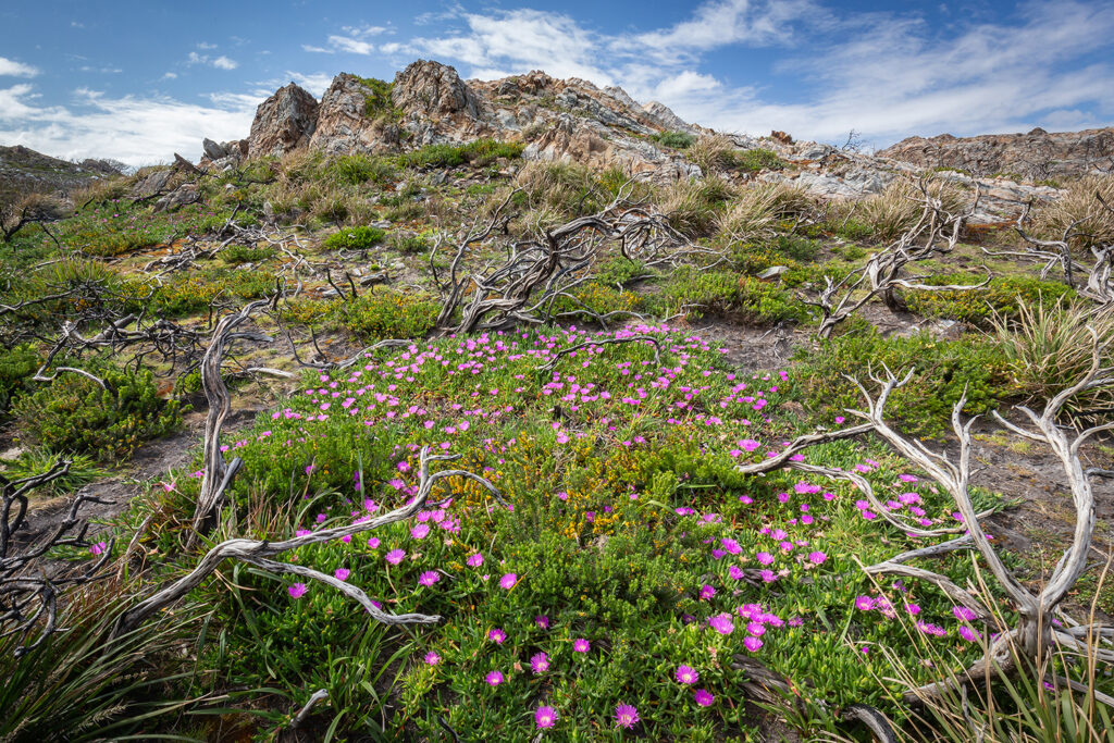 Tasmanien_Daniel_Spohn (2) Kopie