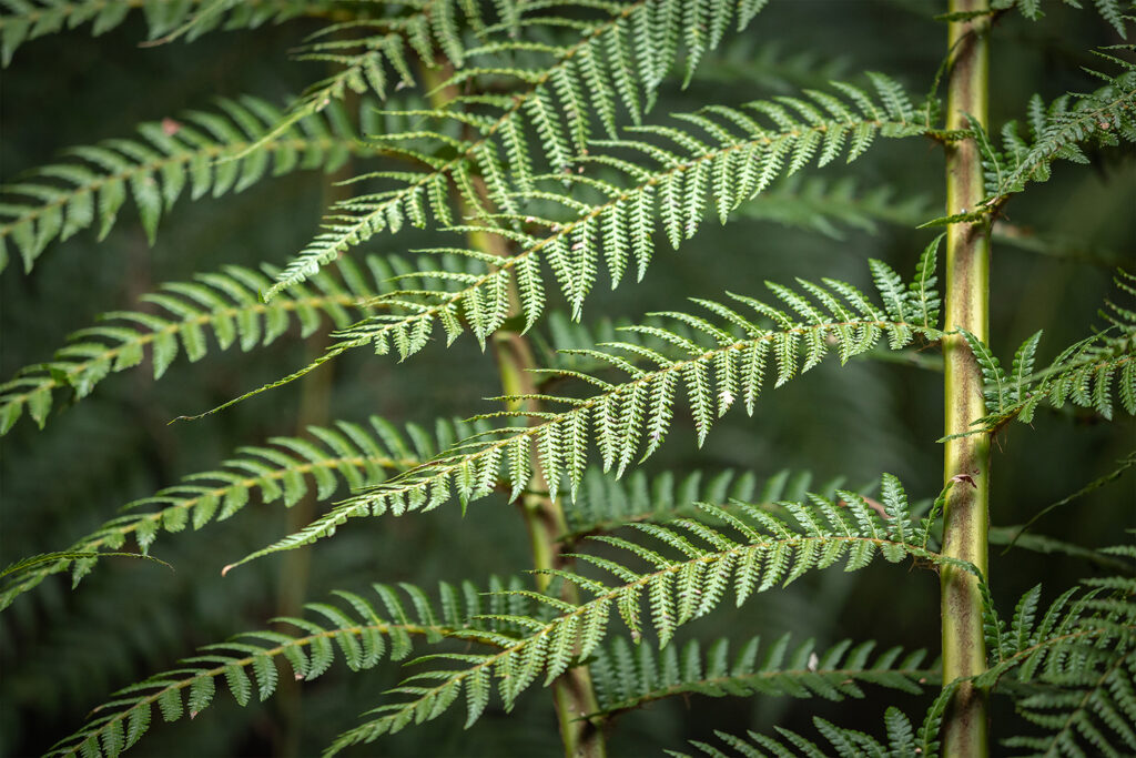 Tasmanien_Daniel_Spohn (20) Kopie