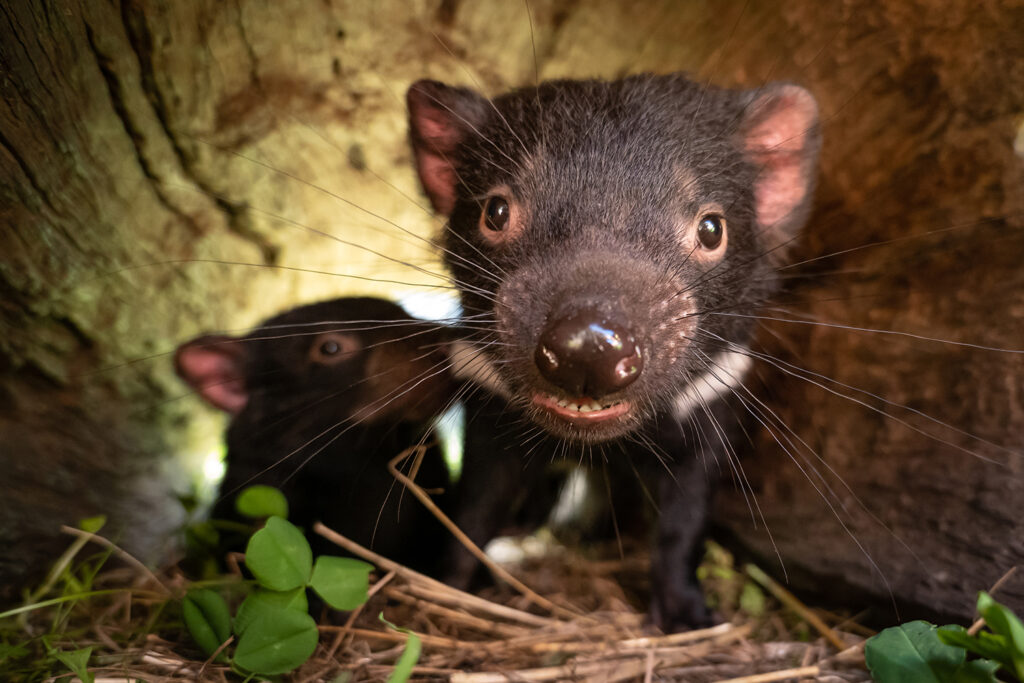 Tasmanien_Daniel_Spohn (22) Kopie