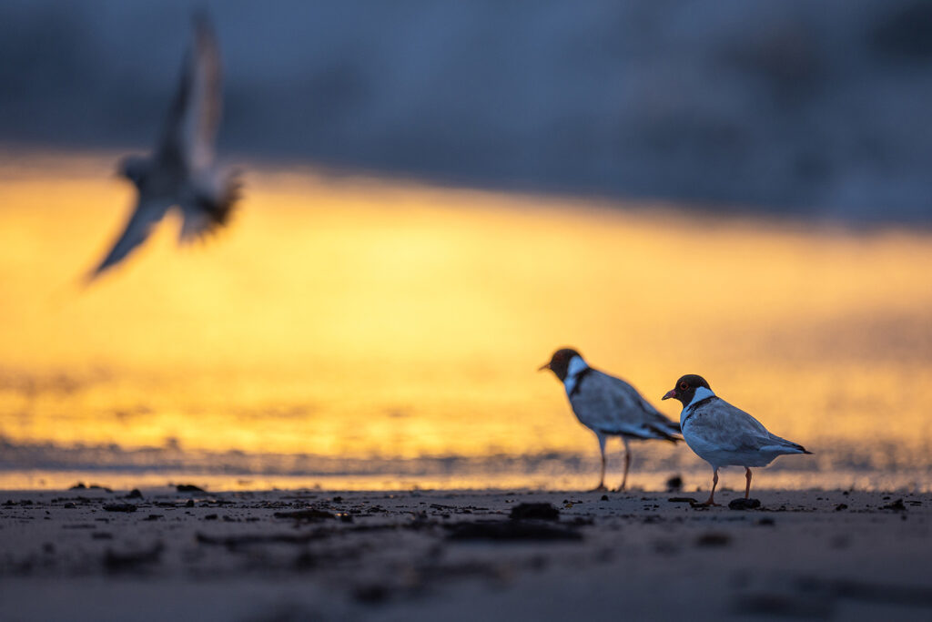 Tasmanien_Daniel_Spohn (25) Kopie