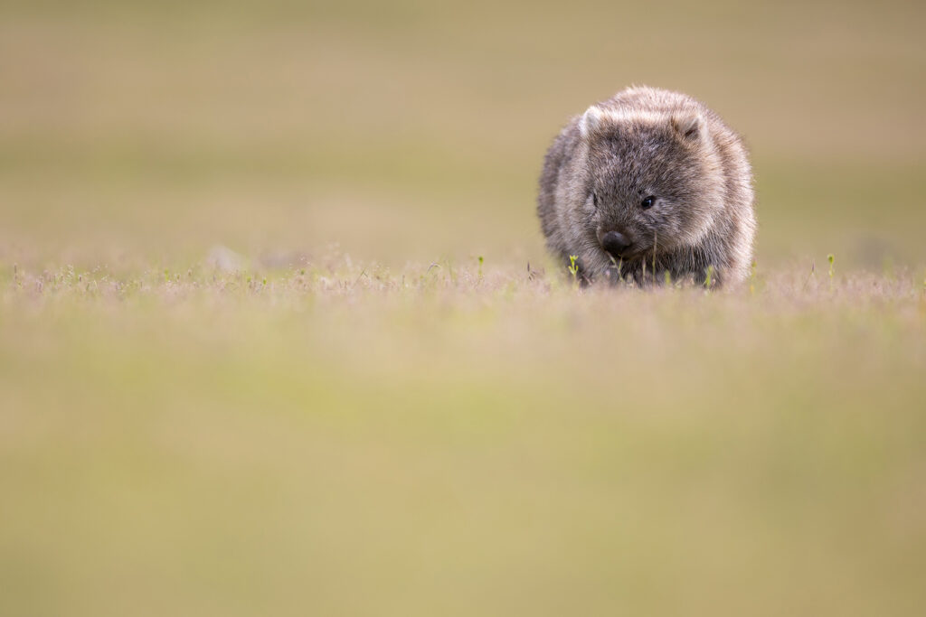 Tasmanien_Daniel_Spohn (26) Kopie