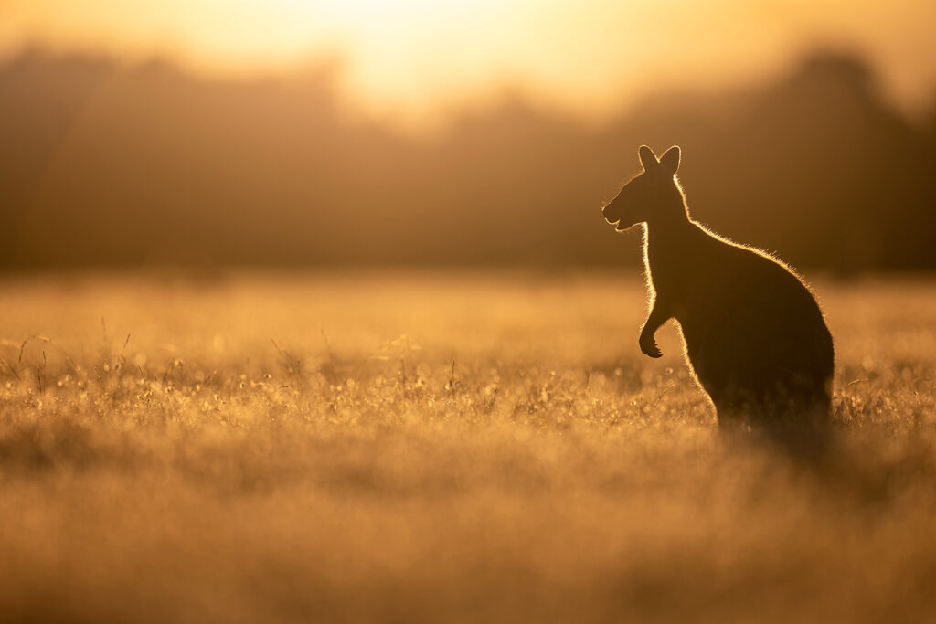 Tasmanien_Daniel_Spohn (27) Kopie