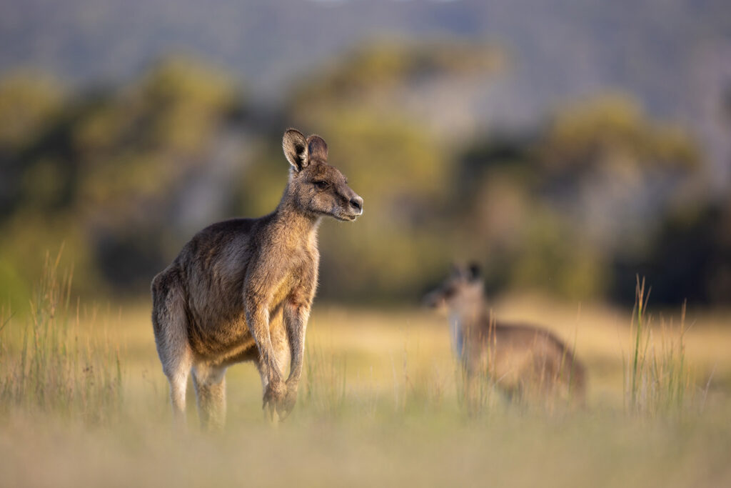 Tasmanien_Daniel_Spohn (28) Kopie