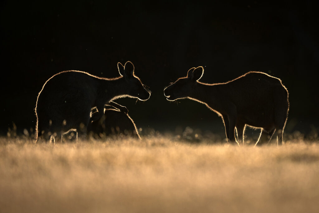 Tasmanien_Daniel_Spohn (30) Kopie