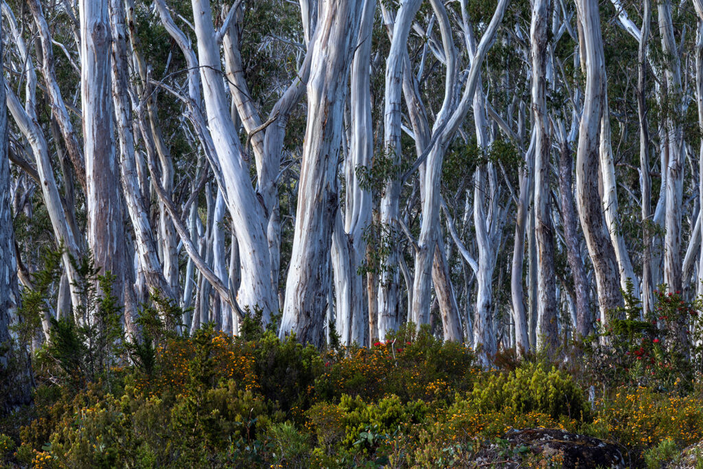 Tasmanien_Daniel_Spohn (31) Kopie