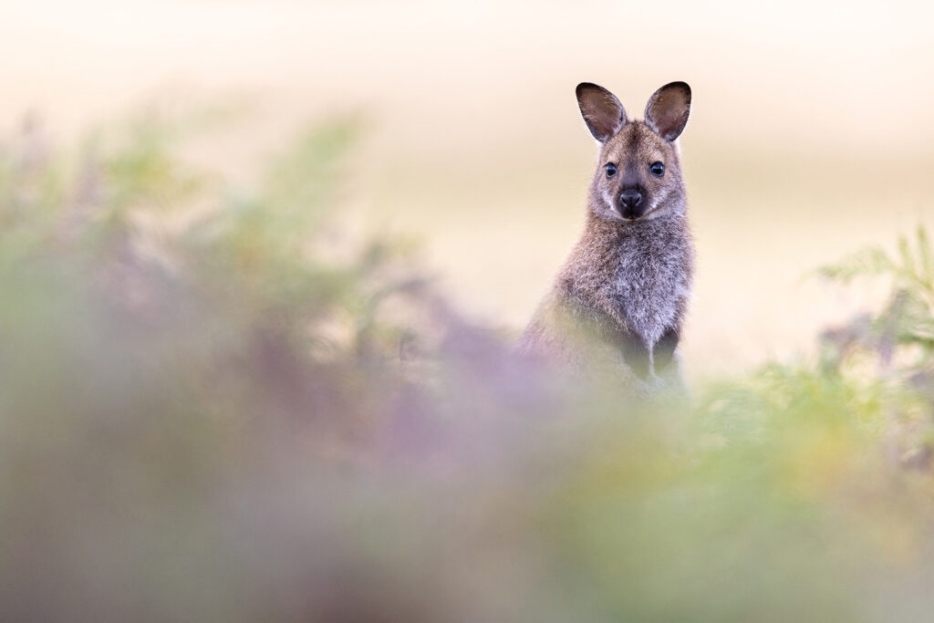 Tasmanien_Daniel_Spohn (33) Kopie